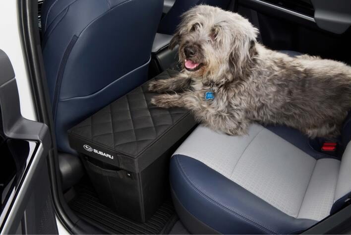 Subaru cargo storage with a dog in the back seat of a car